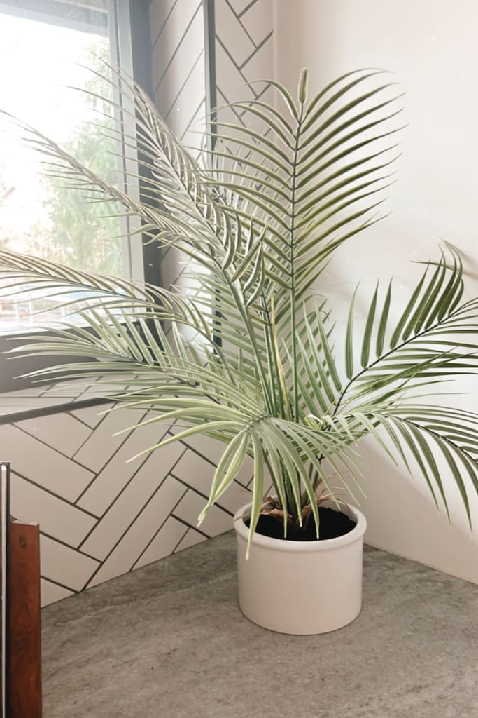 palm frond