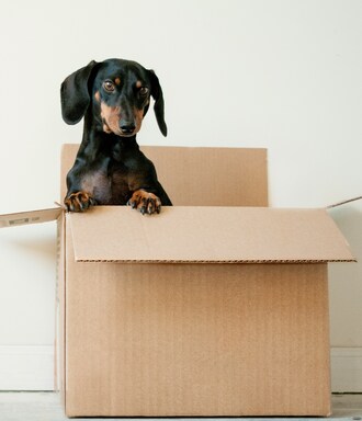 packing boxes pet dog