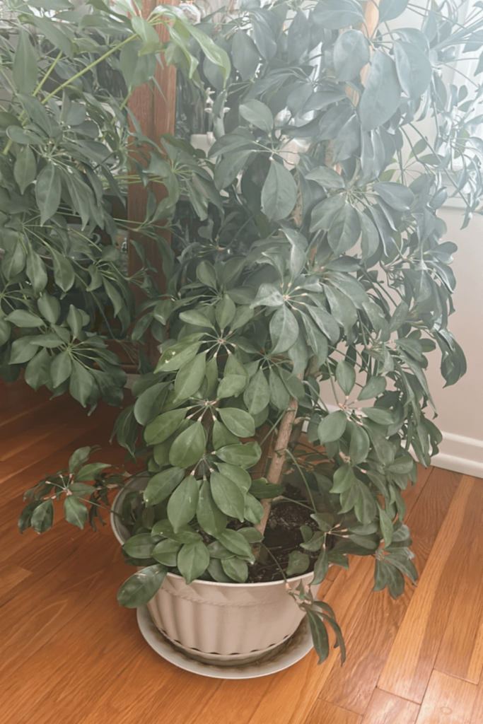schefflera amate plant in pot